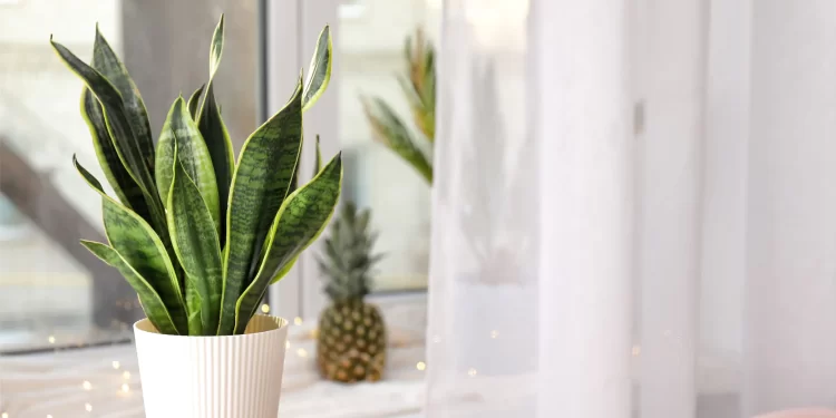 Tyto 3 pokojové rostliny zlepší vzduch ve vašem interiéru