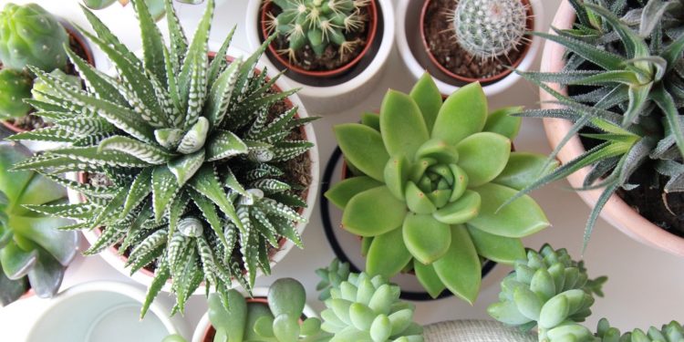 Tyto 3 pokojové rostliny zlepší vzduch ve vašem interiéru